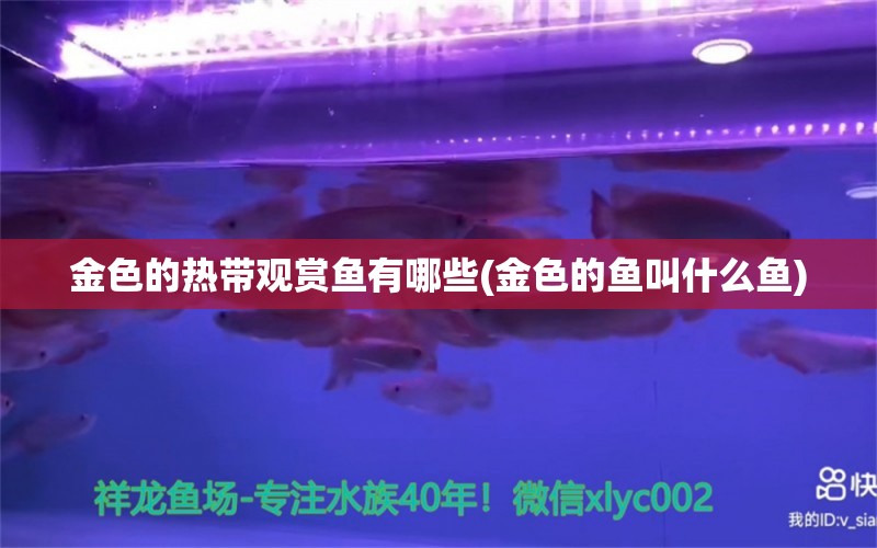 金色的熱帶觀賞魚有哪些(金色的魚叫什么魚) 可麗愛魚缸