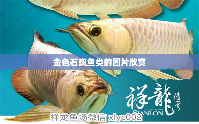 金色石斑魚(yú)類(lèi)的圖片欣賞 財(cái)神鸚鵡魚(yú) 第1張