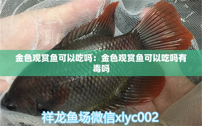 金色觀賞魚可以吃嗎：金色觀賞魚可以吃嗎有毒嗎 觀賞魚市場（混養(yǎng)魚）