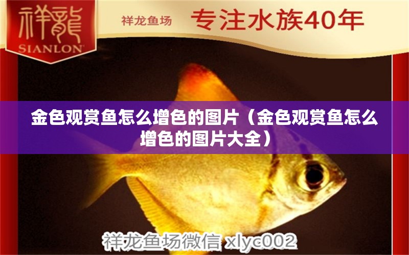 金色觀賞魚怎么增色的圖片（金色觀賞魚怎么增色的圖片大全） 祥龍水族醫(yī)院