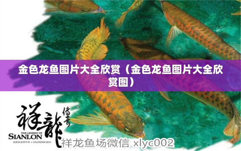 金色龍魚圖片大全欣賞（金色龍魚圖片大全欣賞圖）