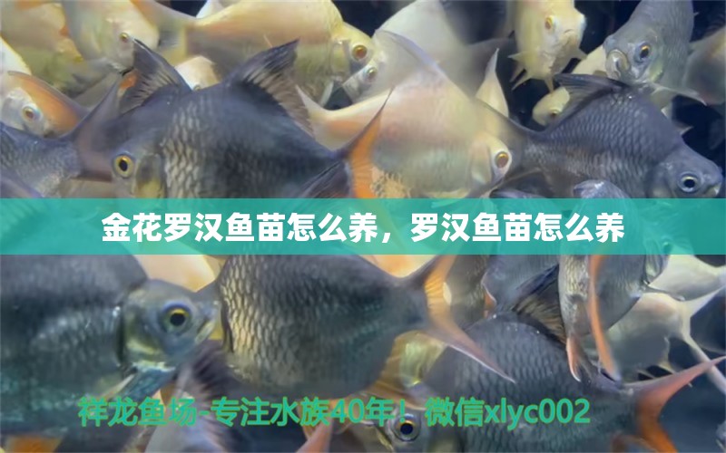 金花羅漢魚(yú)苗怎么養(yǎng)，羅漢魚(yú)苗怎么養(yǎng) 羅漢魚(yú) 第1張