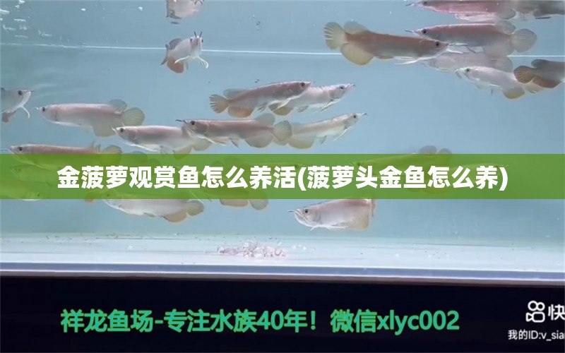 金菠蘿觀賞魚怎么養(yǎng)活(菠蘿頭金魚怎么養(yǎng)) 南美異形觀賞魚