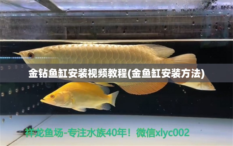 金鉆魚缸安裝視頻教程(金魚缸安裝方法) 三間鼠魚