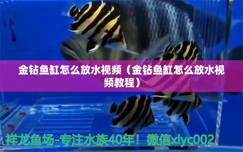 金鉆魚缸怎么放水視頻（金鉆魚缸怎么放水視頻教程）