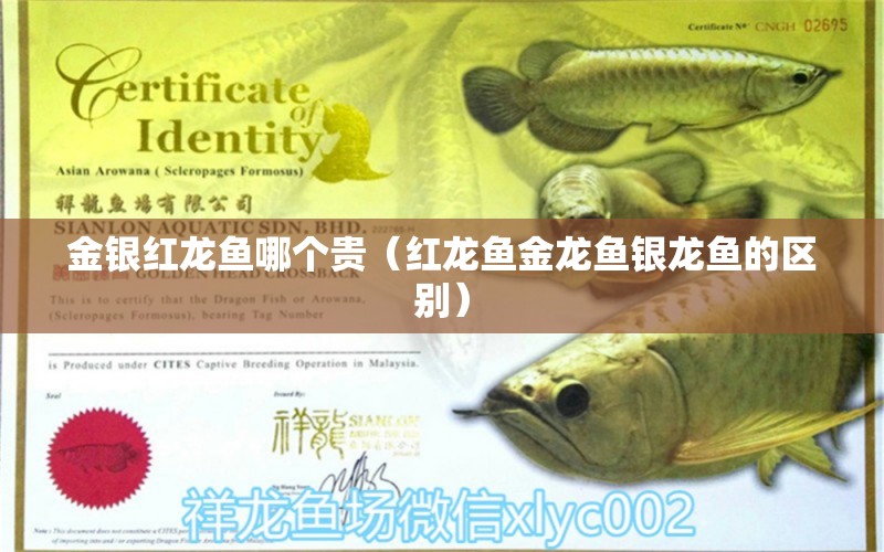 金銀紅龍魚哪個貴（紅龍魚金龍魚銀龍魚的區(qū)別）