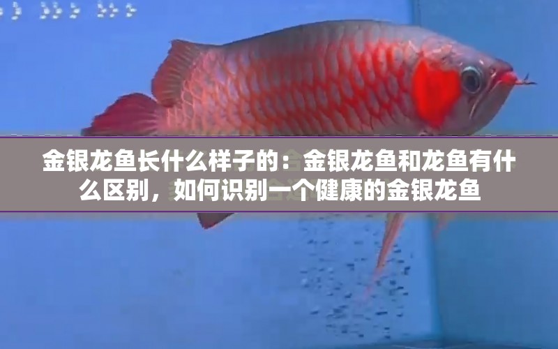 金銀龍魚長(zhǎng)什么樣子的：金銀龍魚和龍魚有什么區(qū)別，如何識(shí)別一個(gè)健康的金銀龍魚 水族問答 第1張