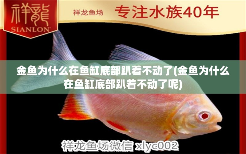 金魚為什么在魚缸底部趴著不動(dòng)了(金魚為什么在魚缸底部趴著不動(dòng)了呢) 白子黃化銀龍魚