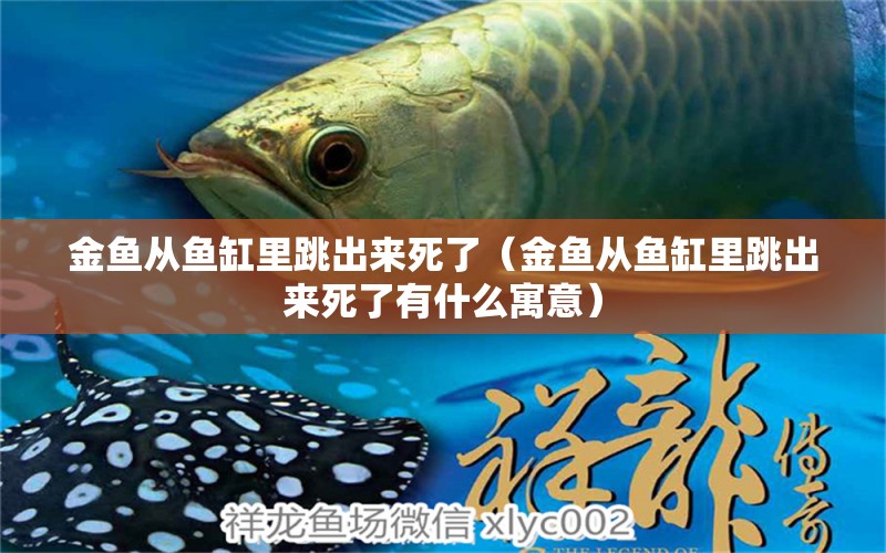 金魚從魚缸里跳出來(lái)死了（金魚從魚缸里跳出來(lái)死了有什么寓意）