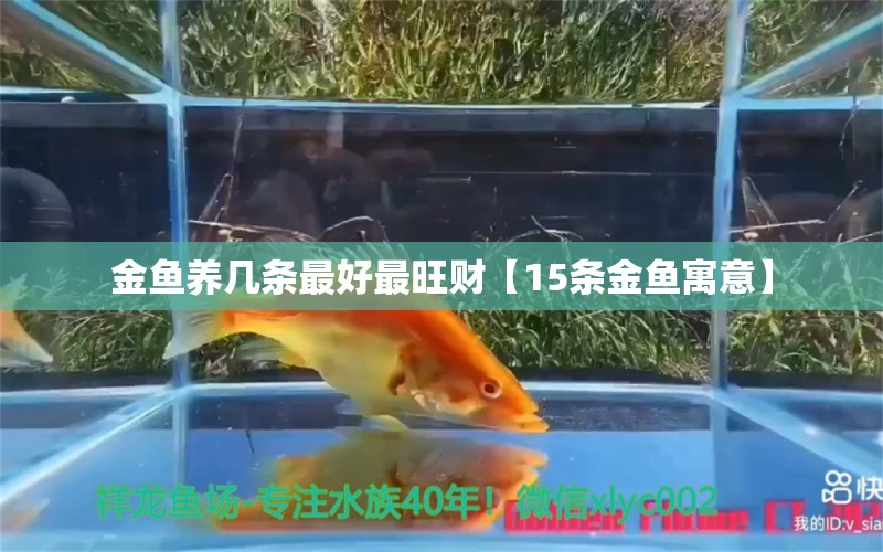 金魚養(yǎng)幾條最好最旺財(cái)【15條金魚寓意】