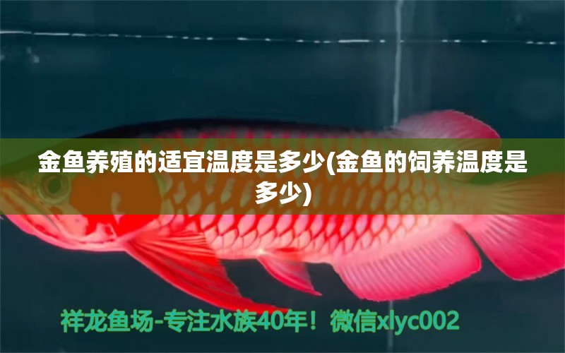 金魚(yú)養(yǎng)殖的適宜溫度是多少(金魚(yú)的飼養(yǎng)溫度是多少) 祥龍赫舞紅龍魚(yú)