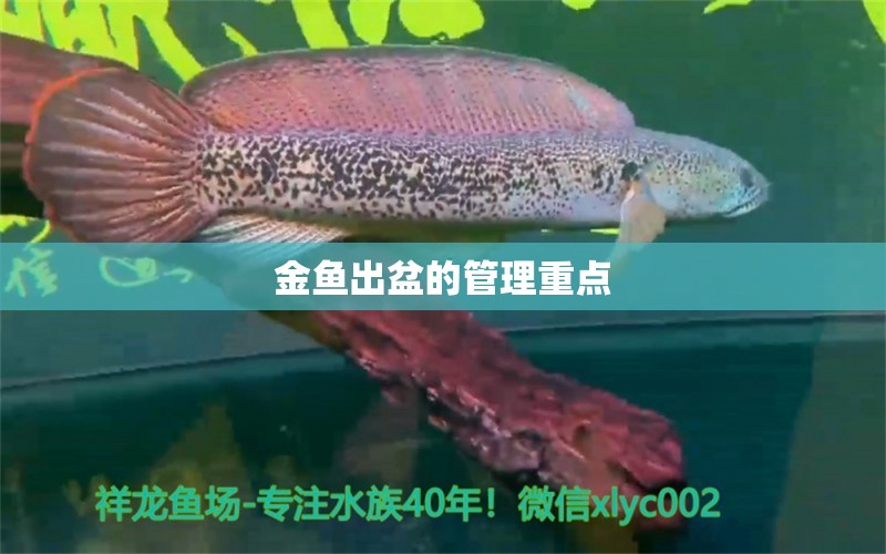 金魚出盆的管理重點(diǎn)