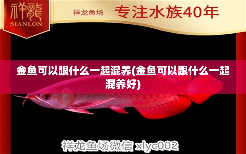 金魚可以跟什么一起混養(yǎng)(金魚可以跟什么一起混養(yǎng)好) 帝王血鉆魚