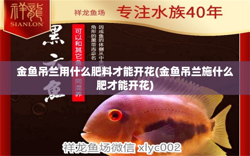 金魚吊蘭用什么肥料才能開花(金魚吊蘭施什么肥才能開花) 肥料 第1張