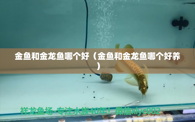 金魚和金龍魚哪個好（金魚和金龍魚哪個好養(yǎng)） 廣州龍魚批發(fā)市場