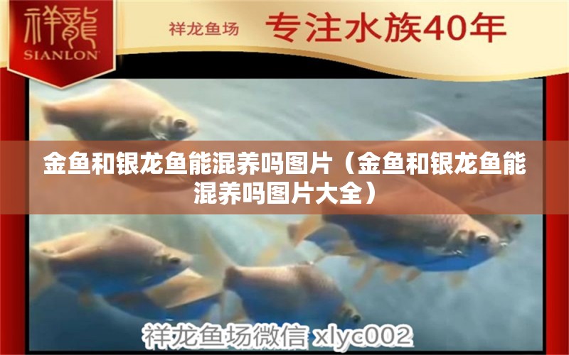 金魚和銀龍魚能混養(yǎng)嗎圖片（金魚和銀龍魚能混養(yǎng)嗎圖片大全） 銀龍魚