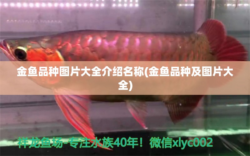 金魚品種圖片大全介紹名稱(金魚品種及圖片大全) 豬鼻龜百科 第2張