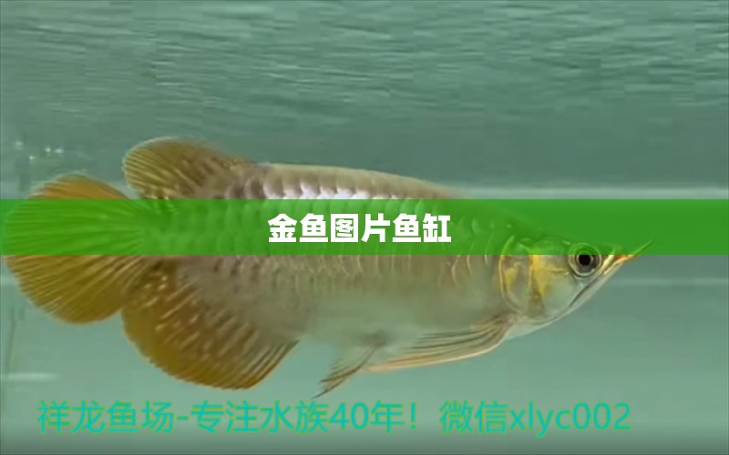 金魚圖片魚缸  廣州龍魚批發(fā)市場