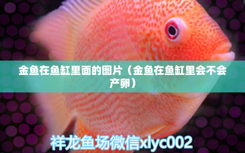 金魚在魚缸里面的圖片（金魚在魚缸里會不會產(chǎn)卵） 狗狗（犬）