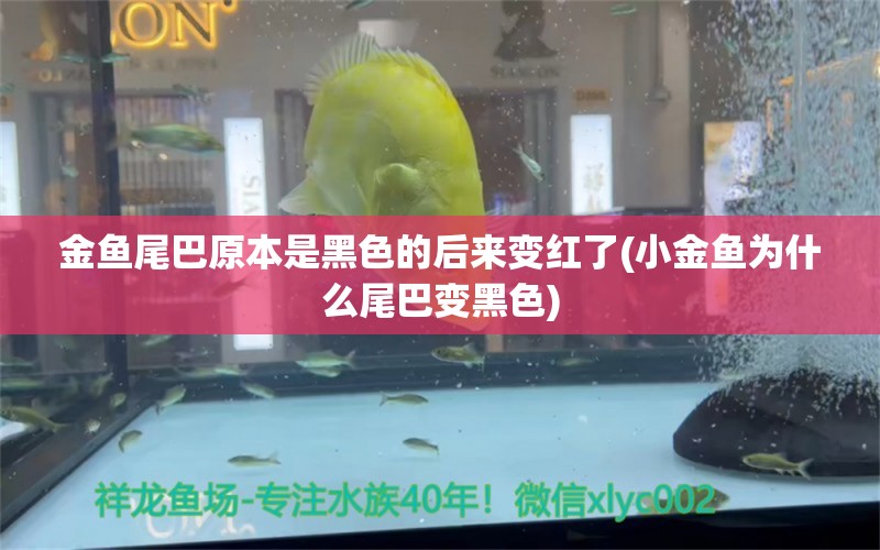 金魚尾巴原本是黑色的后來變紅了(小金魚為什么尾巴變黑色) 黑水素