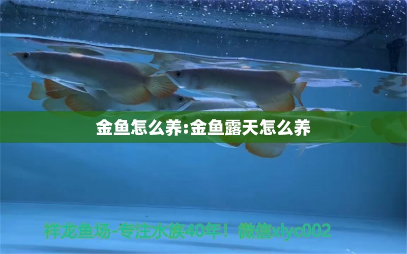 金魚怎么養(yǎng):金魚露天怎么養(yǎng) 龍魚批發(fā)