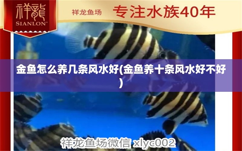 金魚怎么養(yǎng)幾條風(fēng)水好(金魚養(yǎng)十條風(fēng)水好不好)