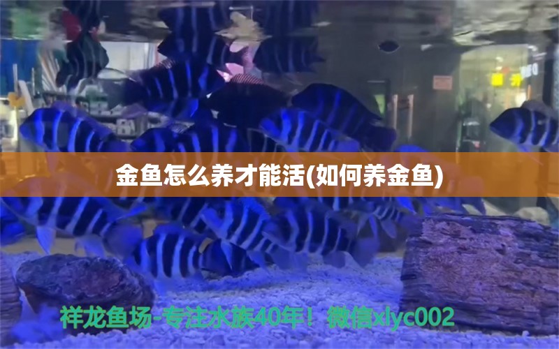 金魚怎么養(yǎng)才能活(如何養(yǎng)金魚) 黑云魚