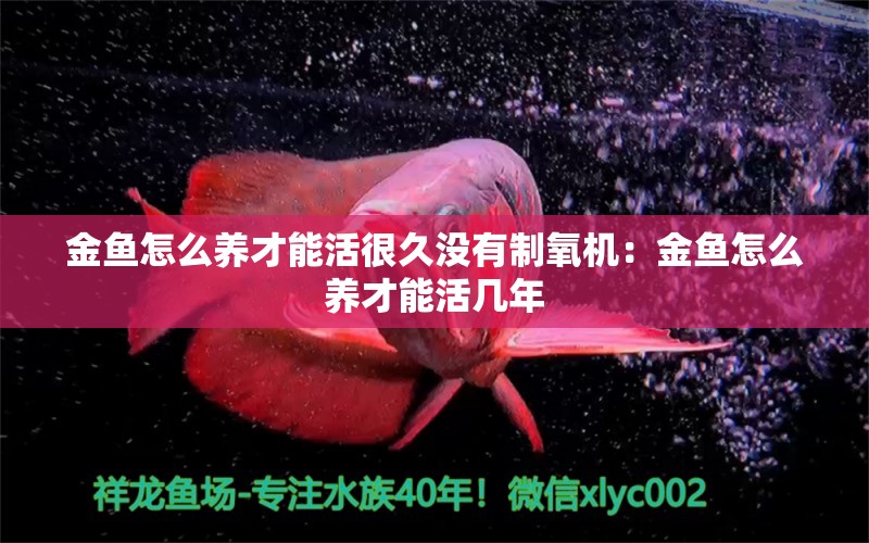 金魚怎么養(yǎng)才能活很久沒有制氧機：金魚怎么養(yǎng)才能活幾年