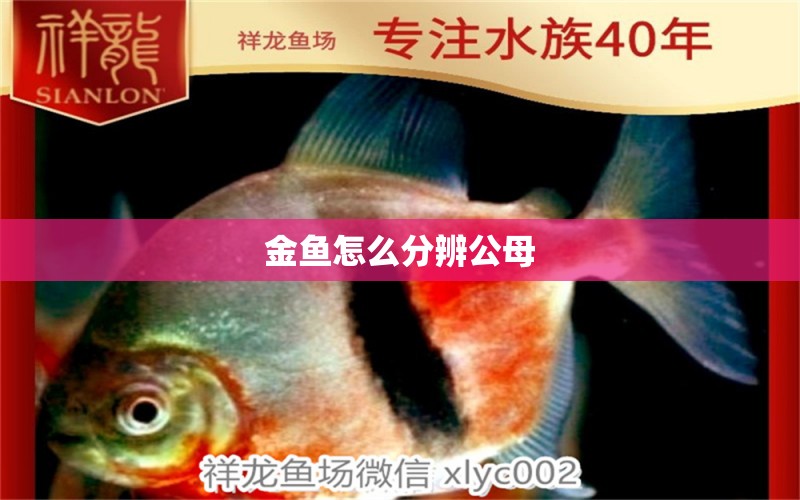 金魚怎么分辨公母 古典過背金龍魚 第3張