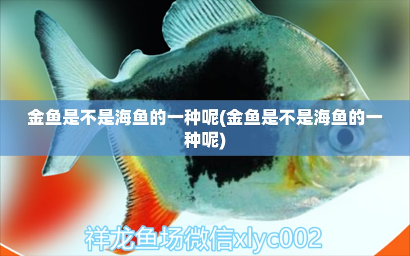 金魚(yú)是不是海魚(yú)的一種呢(金魚(yú)是不是海魚(yú)的一種呢) 黃金鴨嘴魚(yú)