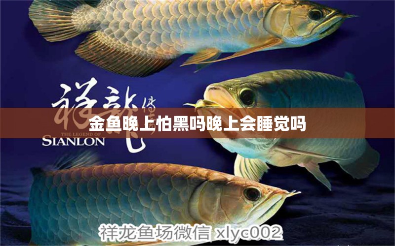 金魚晚上怕黑嗎晚上會睡覺嗎 其它水族用具設(shè)備