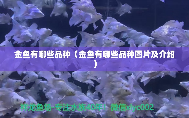 金魚有哪些品種（金魚有哪些品種圖片及介紹）