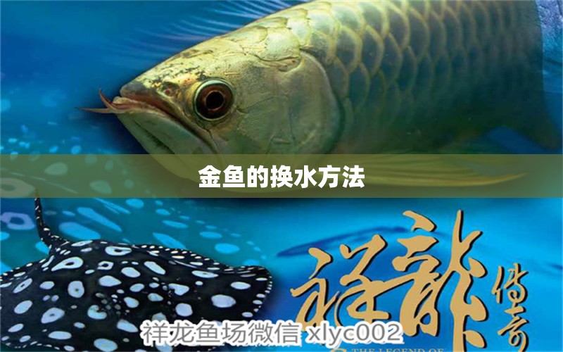 金魚的換水方法 銀龍魚苗 第3張