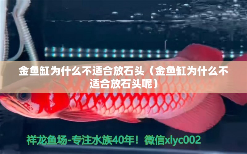 金魚缸為什么不適合放石頭（金魚缸為什么不適合放石頭呢） 量子養(yǎng)魚技術(shù)