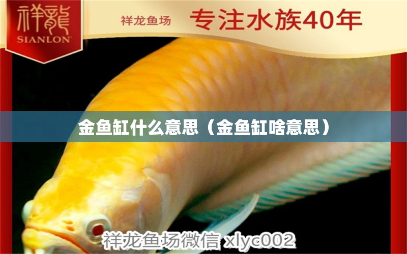 金魚缸什么意思（金魚缸啥意思） 祥龍水族醫(yī)院