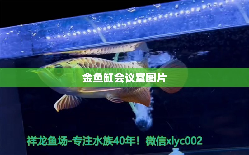 金魚(yú)缸會(huì)議室圖片