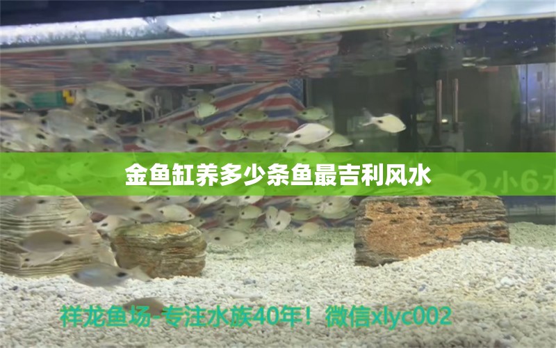 金魚(yú)缸養(yǎng)多少條魚(yú)最吉利風(fēng)水 魚(yú)缸風(fēng)水