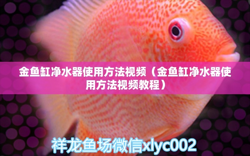 金魚缸凈水器使用方法視頻（金魚缸凈水器使用方法視頻教程） 觀賞魚市場（混養(yǎng)魚）