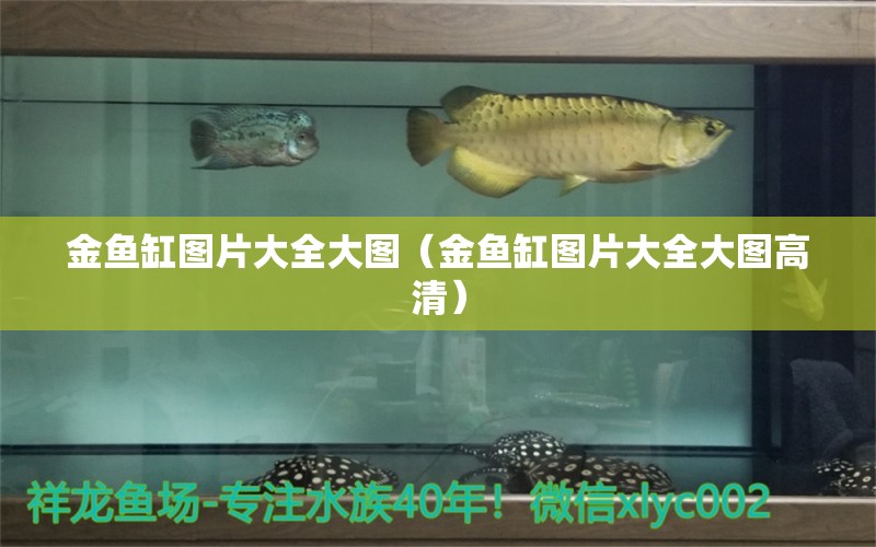 金魚缸圖片大全大圖（金魚缸圖片大全大圖高清） 祥龍魚場