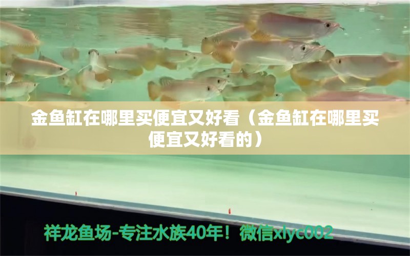 金魚缸在哪里買便宜又好看（金魚缸在哪里買便宜又好看的） 觀賞魚市場(chǎng)（混養(yǎng)魚）