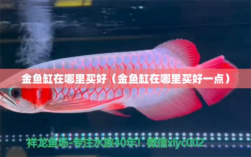 金魚缸在哪里買好（金魚缸在哪里買好一點）