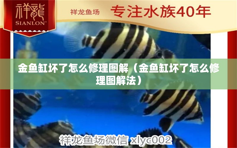 金魚缸壞了怎么修理圖解（金魚缸壞了怎么修理圖解法） 和興紅龍