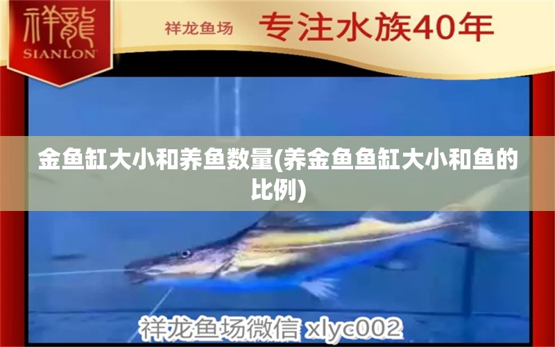 金魚(yú)缸大小和養(yǎng)魚(yú)數(shù)量(養(yǎng)金魚(yú)魚(yú)缸大小和魚(yú)的比例) 白子銀龍魚(yú)苗