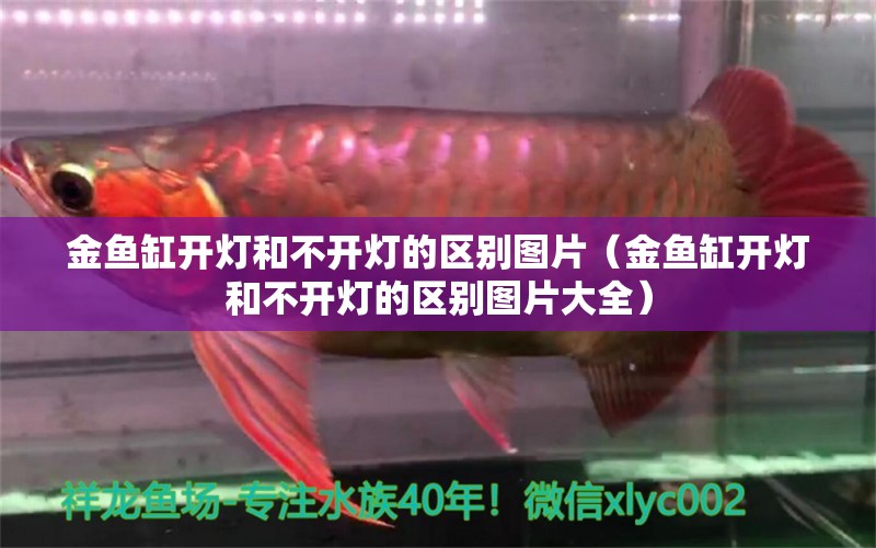 金魚缸開燈和不開燈的區(qū)別圖片（金魚缸開燈和不開燈的區(qū)別圖片大全）