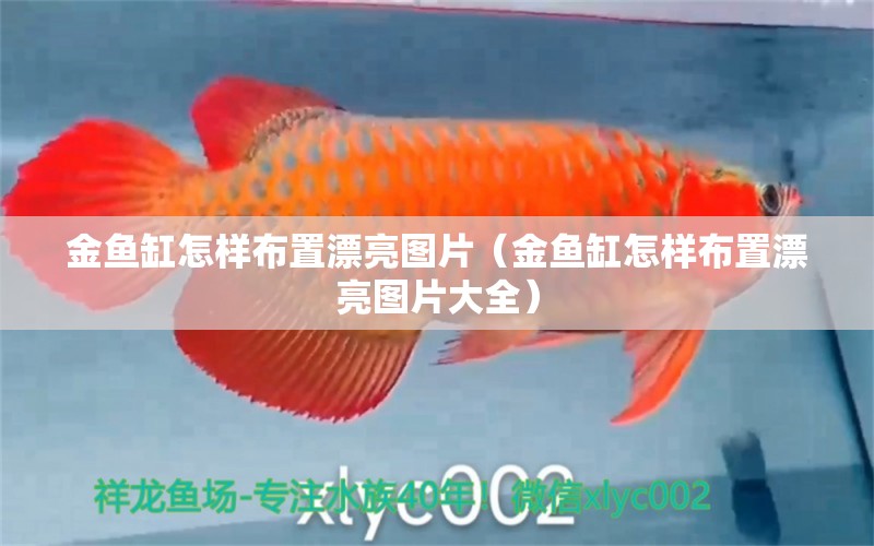 金魚缸怎樣布置漂亮圖片（金魚缸怎樣布置漂亮圖片大全）