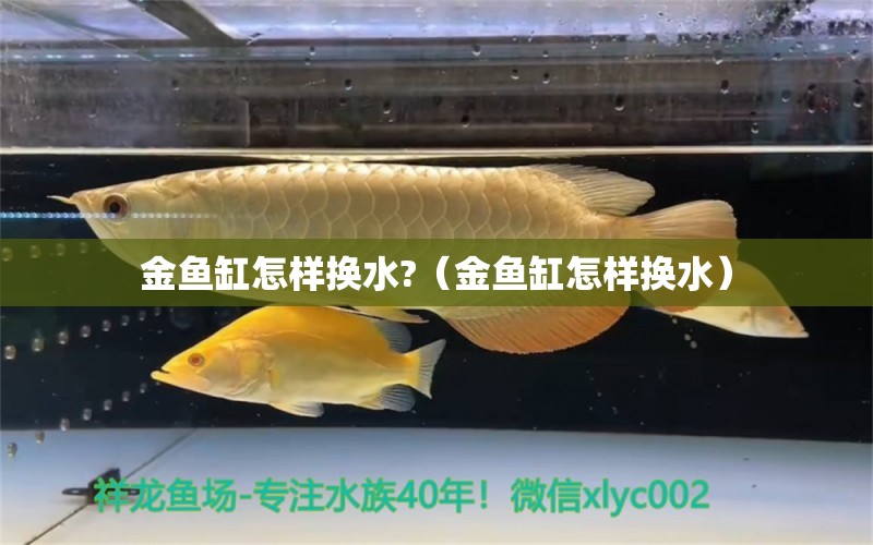 金魚缸怎樣換水?（金魚缸怎樣換水） 祥龍水族醫(yī)院