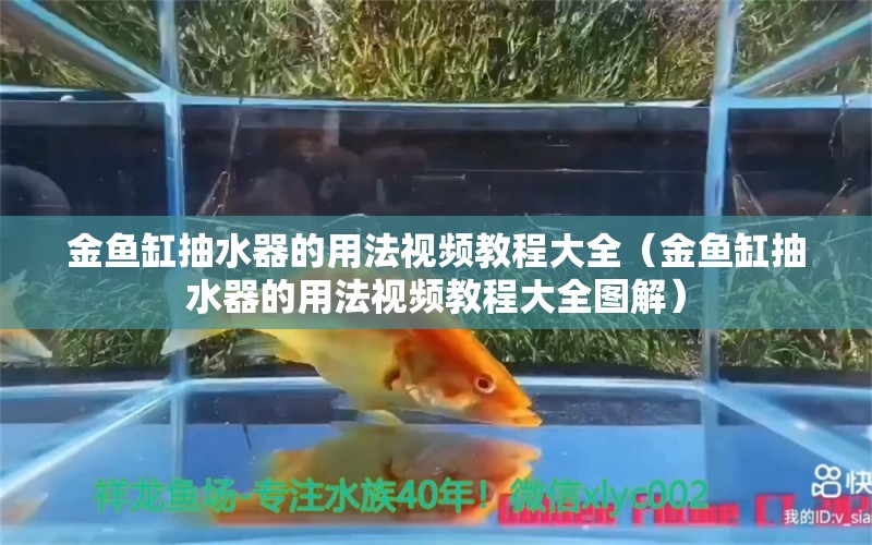 金魚缸抽水器的用法視頻教程大全（金魚缸抽水器的用法視頻教程大全圖解） 觀賞魚市場（混養(yǎng)魚）