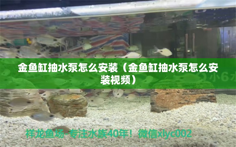 金魚缸抽水泵怎么安裝（金魚缸抽水泵怎么安裝視頻） 祥龍水族醫(yī)院