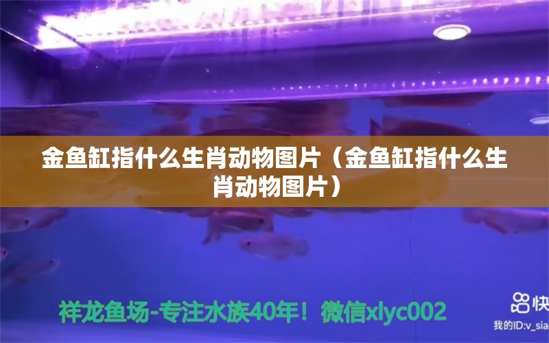 金魚缸指什么生肖動物圖片（金魚缸指什么生肖動物圖片） 祥龍水族護理水