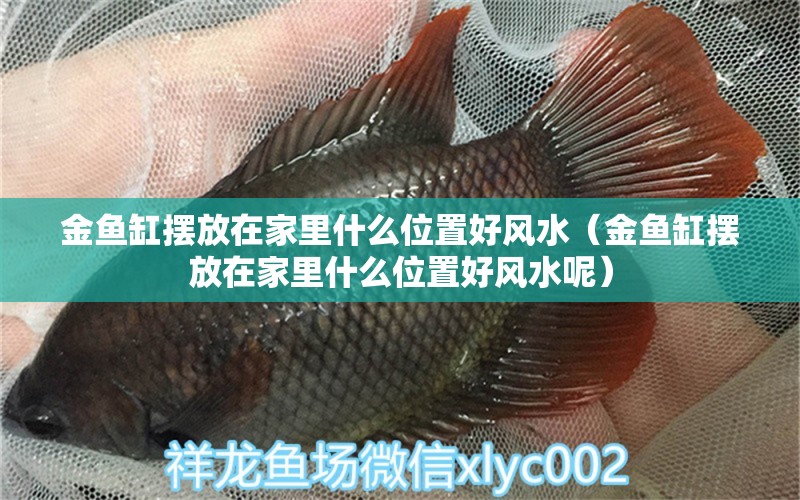 金魚缸擺放在家里什么位置好風(fēng)水（金魚缸擺放在家里什么位置好風(fēng)水呢） 魚缸風(fēng)水